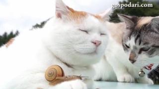 Две котки в дружба с охлюв (ВИДЕО)