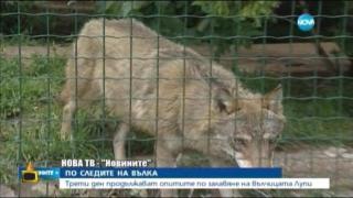 Независимостта на една вълчица