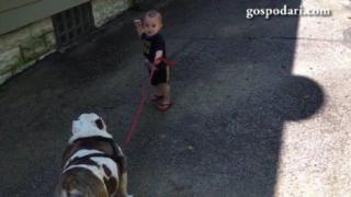 11-месечно бебе иска да разхожда 40-килограмово куче (ВИДЕО)