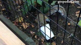 Хитра катерица, която знае какво търси (ВИДЕО)
