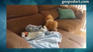 Грижовно куче завива бебе (ВИДЕО)