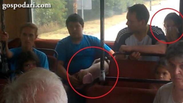 Прасе се вози в Градския транспорт (ВИДЕО)
