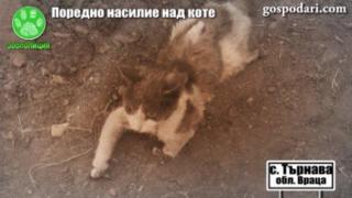 Поредно насилие над коте