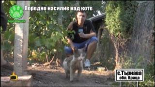 Отрязаха крачетата на коте