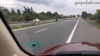 Само в България: Крави на магистралата (ВИДЕО)