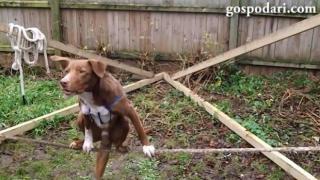 Куче балансира на въже (ВИДЕО)