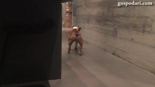 Куче прави лунната походка на Майкъл Джексън (ВИДЕО)