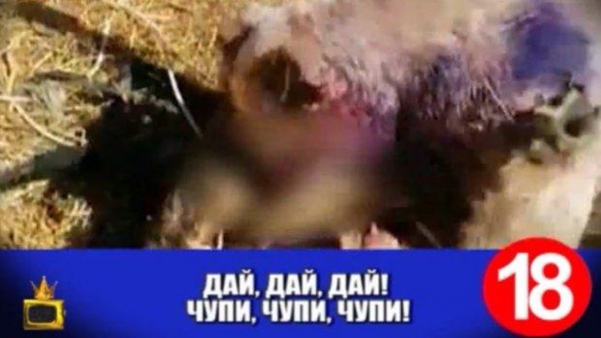 Хванаха 76 човека, подготвяли боеве с кучета
