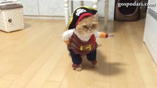 Котка пират гледа лошо (ВИДЕО)