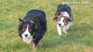 Джеймс Бонд може да изгуби работата си заради тези кучета (ВИДЕО)