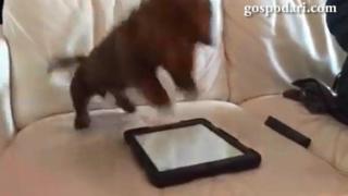 Куче играе на таблет (ВИДЕО)