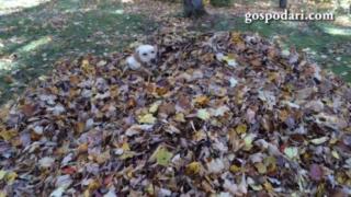 Едно куче, което знае как да се забавлява и през есента (ВИДЕО)