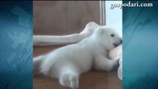 Най-мързеливата мечка (ВИДЕО)