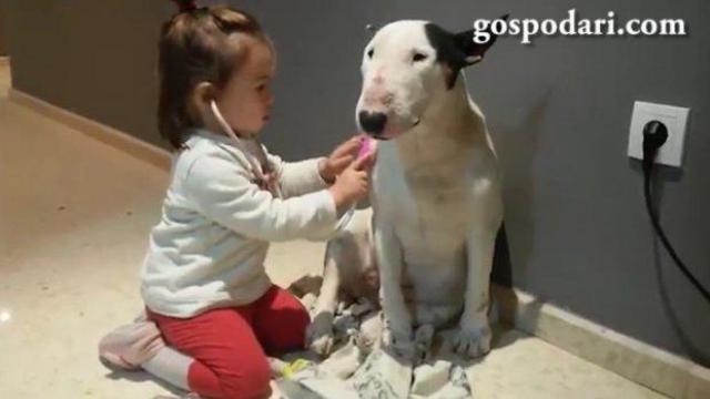 Бебе преглежда здравето на куче (ВИДЕО)