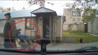 Кучета, гонещи котка, повалят мъж (ВИДЕО)