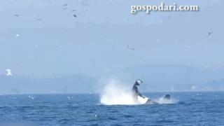 Косатка убива плячката във въздуха (ВИДЕО)