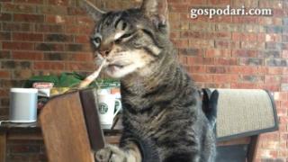 Коте и богомолка се изправят в неравна битка