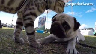 Смела котка се среща с 50 кучета (ВИДЕО)