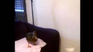 Патиците също обичат да играят волейбол