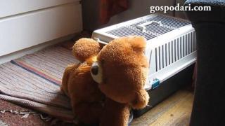 Умно куче играе с плюшено мече