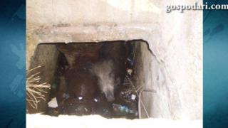 Спасиха глиганче, паднало в шахта