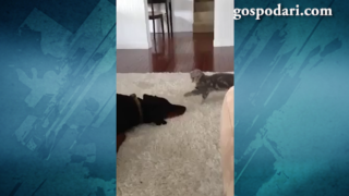 Нахално коте се закача с голямо куче (ВИДЕО)