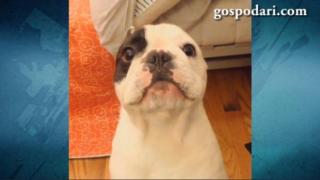 Куче се опитва да говори, но друго го прекъсва (ВИДЕО)