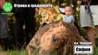 Масово в София убиват кучета с отрова за мишки