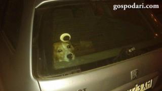 Стопанин мъчи куче в автомобил?