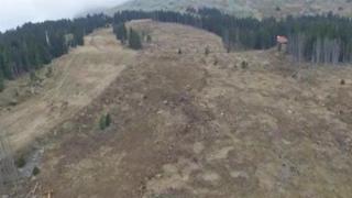 Фиданките на Витоша премахнати заради ски писта