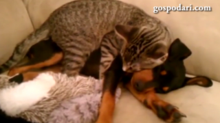Котка заспива върху куче (ВИДЕО)