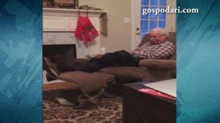 Бойна котка удря стопанина си (ВИДЕО)