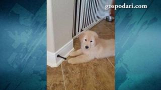 Малко кученце с необикновен интелект