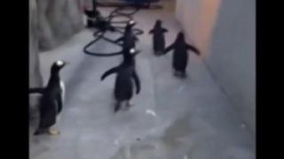Дръзко бягство на пингвини от зоологическа градина (ВИДЕО)