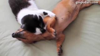 Котка психолог успокоява куче (ВИДЕО)