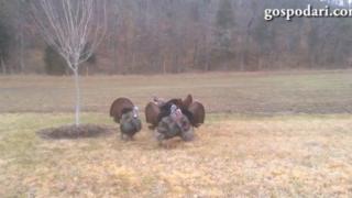 Пуйки в сериозен разговор с клаксон (ВИДЕО)