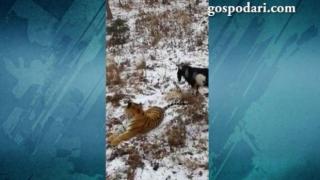 Коза се сприятелява с тигър