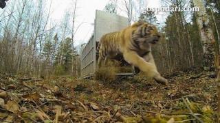 Тигър се среща с естествената си среда (ВИДЕО)