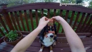 Невероятно търпение: Стопанка реди храна по кучето си (ВИДЕО)