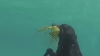 Куче се гмурка за омар (ВИДЕО)