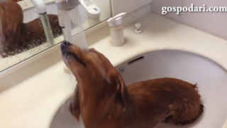Куче си взима душ в мивката (ВИДЕО)