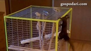 Домашната катерица Марло прелита на средни разстояния (ВИДЕО)