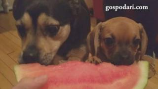 Кученца ядат диня и не могат да се наситят (ВИДЕО)