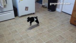 Козичка се учи на хип-хоп