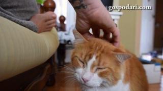 Котето с най-необикновеното мъркане в света