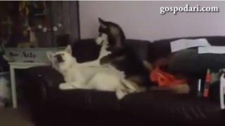 Куче масажира друго куче (ВИДЕО)