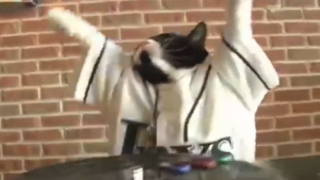 Котка диджей е готова да вдигне настроението на партито (ВИДЕО)