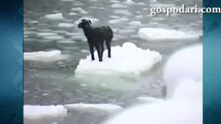 Добри хора спасяват куче от ледени води (ВИДЕО)