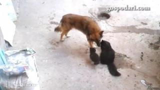 Те могат да бъдат приятели, въпреки че са различни