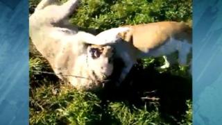 Жесток бой с кучета в Кюстендил, чакаме Зоополицията да реагира (ВИДЕО 18+)